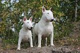BULL TERRIER 031